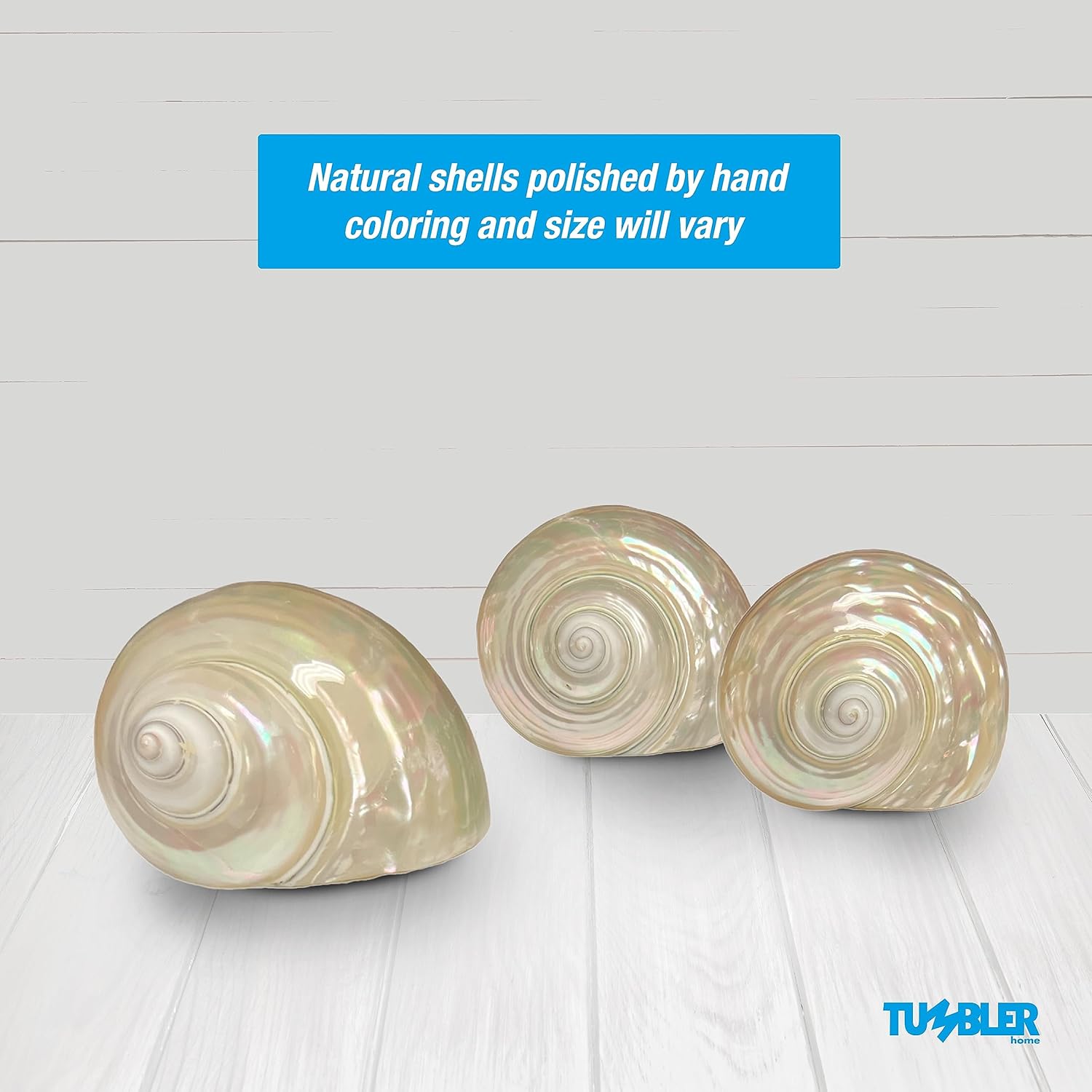 Carcasa turbo grande, conchas marinas de 3 a 4 pulgadas, conchas marinas para decoración, conchas para manualidades, decoración costera del hogar y