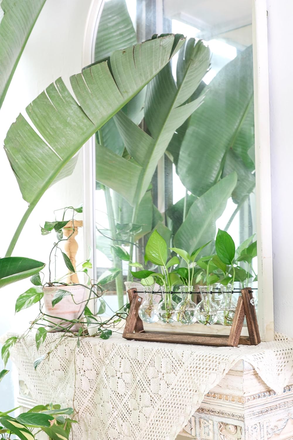 Ivolador – Estación de propagación de escritorio, terrario de plantas con soporte retro de madera maciza y soporte giratorio de metal para plantas