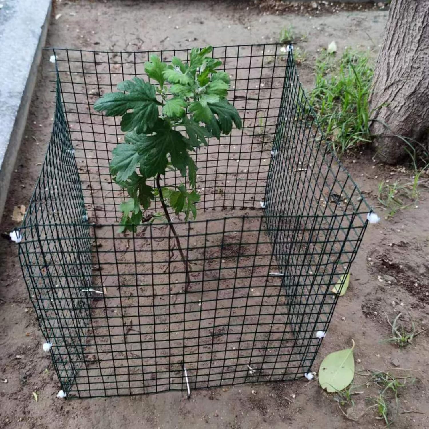 Protectores de plantas de alambre pequeño, paquete de 6 protectores cuadrados para plantas de animales, jaula de malla para plantas, cubierta de