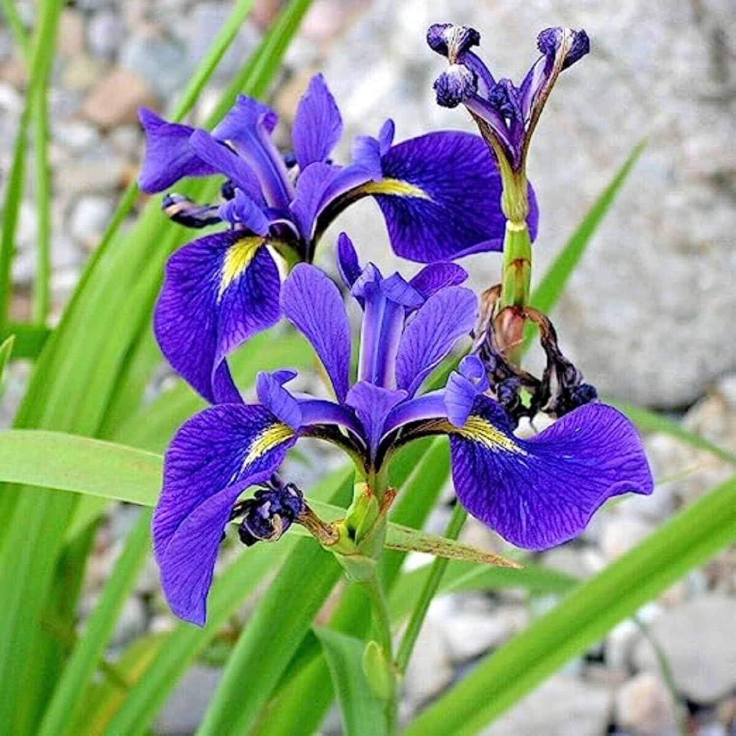 CHUXAY GARDEN Rocky Mountain Iris Semillas 60 Semillas No OGM Heirloom Iris Missourie Preciosas flores azules brillantes Bandera de flores