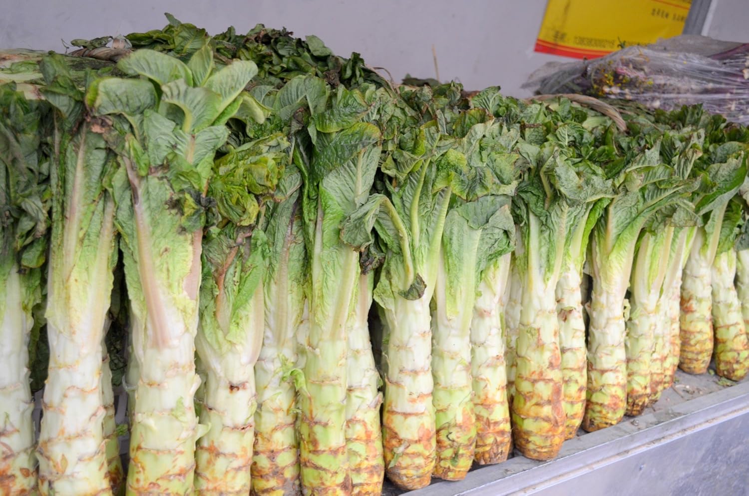 Semillas Vegetales Espárragos Hojas de Lechuga Heirloom para Ensaladas – 1000 Semillas