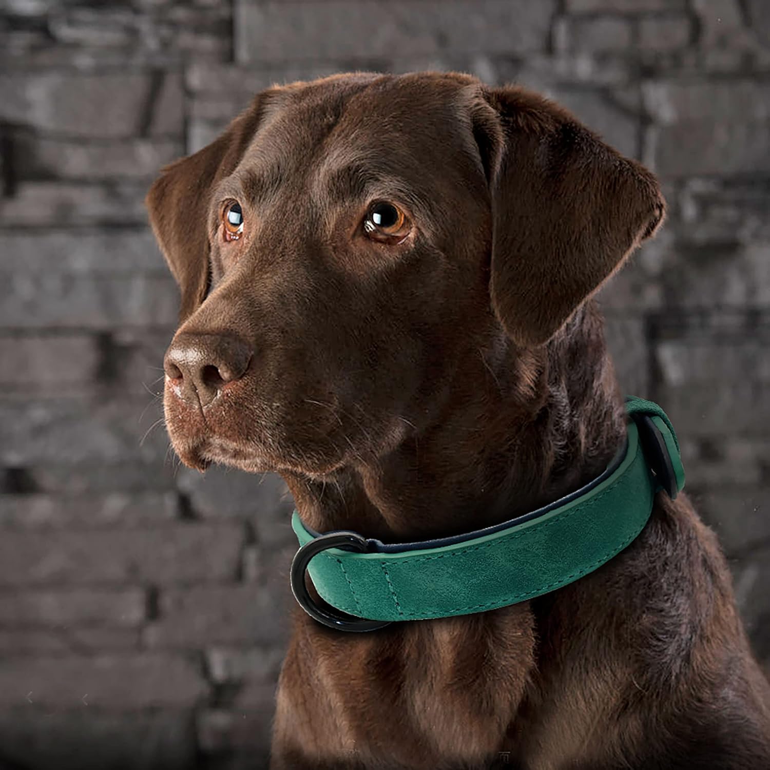 Didog Collar de cuero acolchado suave para perro, collar de cuero transpirable y resistente con hebilla metálica ajustable a prueba de óxido para