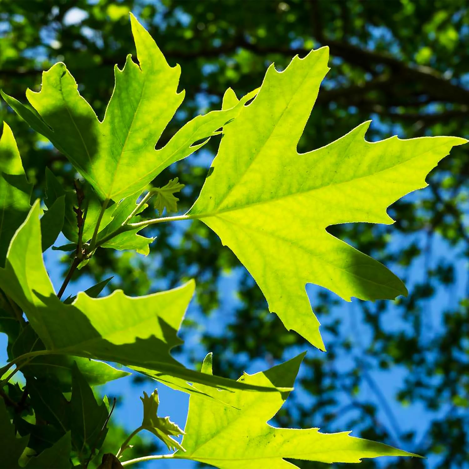 50 semillas de árbol de sicómoro americano de hoja caduca Platanus Occidentalis para jardín al aire libre por QAUZUY GARDEN