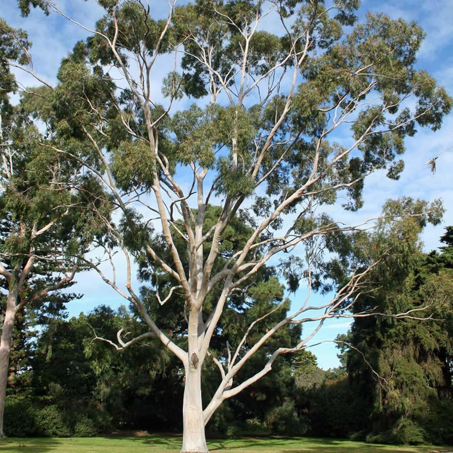 YEGAOL Garden – Semillas de Citriodora de Corymbia – Goma de mascar perfumada con aroma a limón, tolerante a la sequía, fácil de cultivar y cuidar,