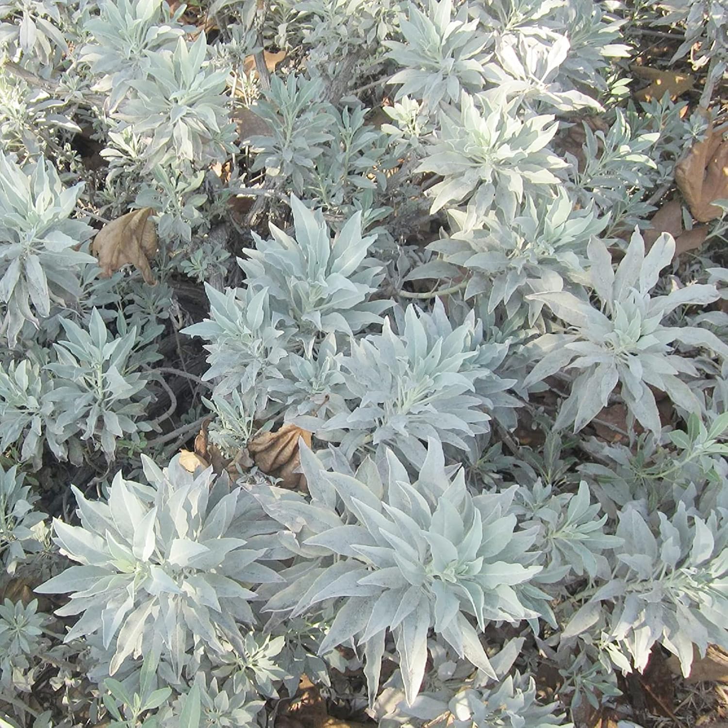 YEGAOL Garden – Semillas de salvia blanca Salvia Apiana Fragantes Atraen Colibríes Tolerantes a la sequía Perenne Sub-Arbustos Cubierta de suelo