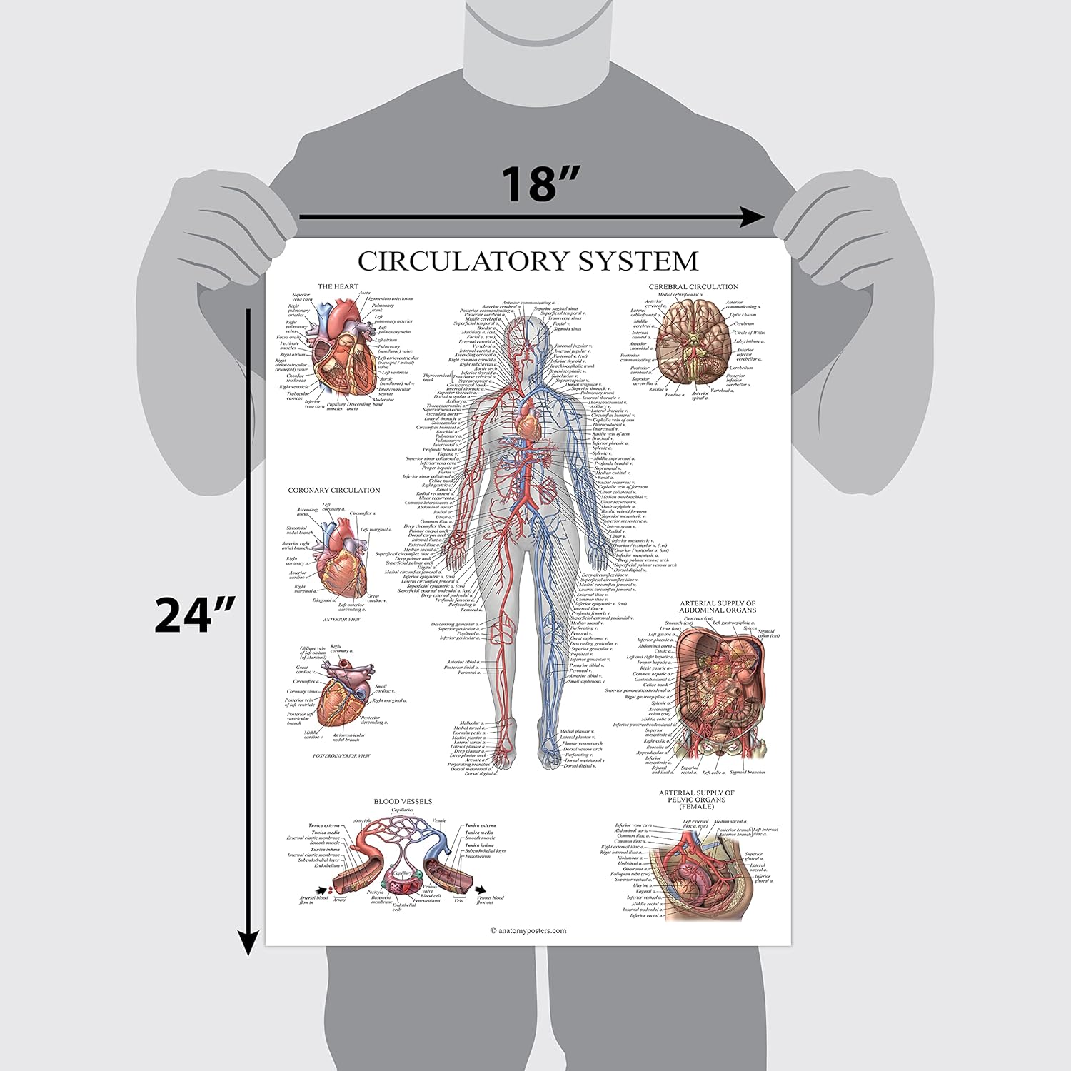 Palace Learning Carta anatómica del sistema circulatorio, póster de anatomía vascular, (18 x 24 pulgadas)