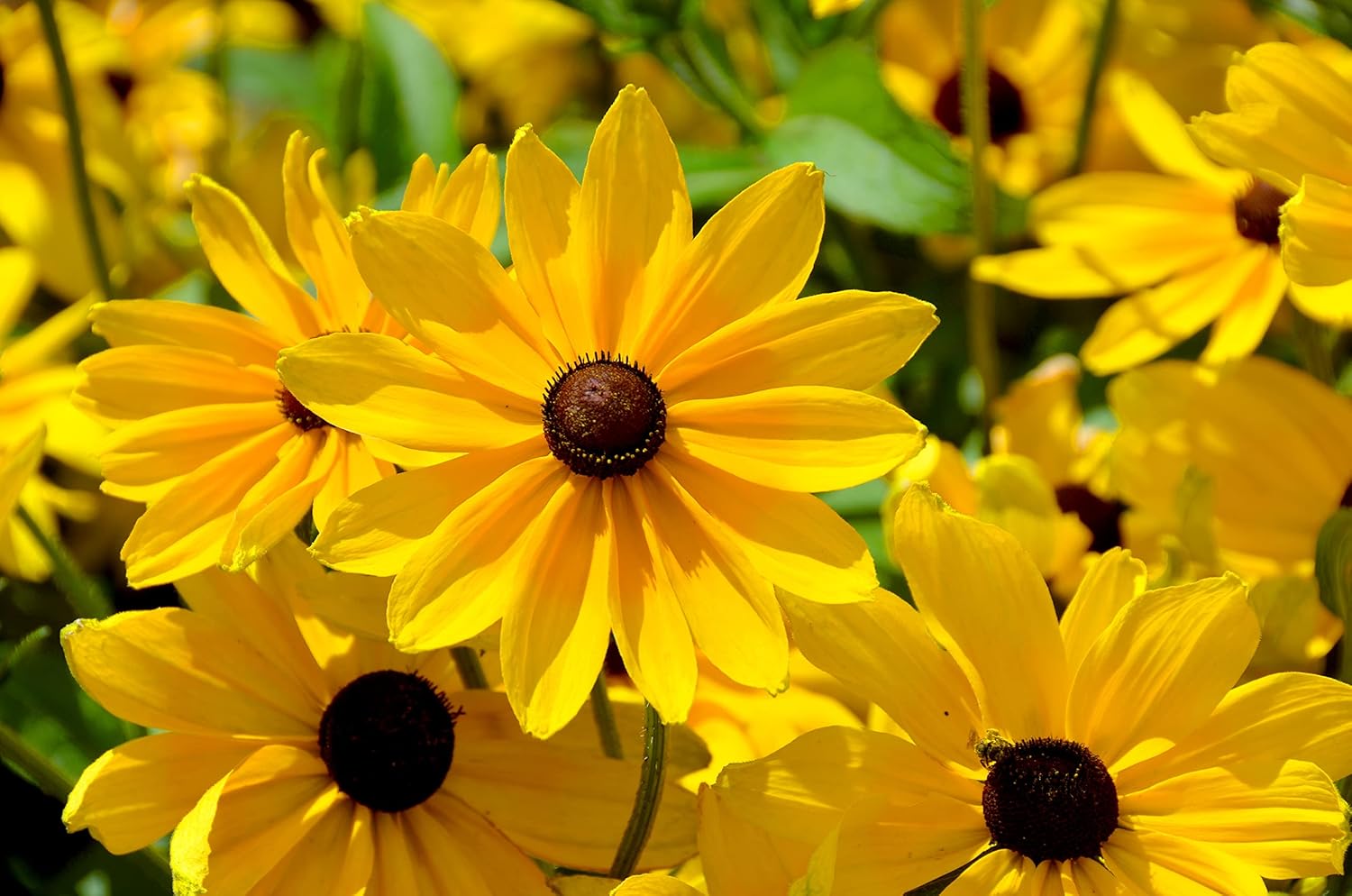 Colección de semillas de flores perennes, 1500 semillas, 4 variedades tradicionales sin OMG, margarita Shasta, Susan de ojos negros, altramuz, flor