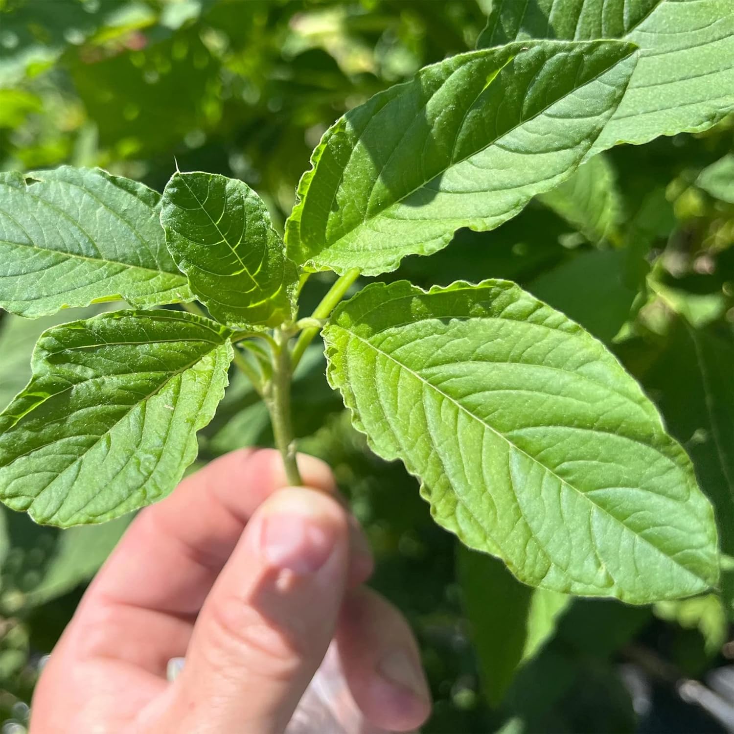 QAUZUY GARDEN 100 semillas de espinaca caribeña de Callaloo (Amaranthus) de primera calidad, semillas vegetales tradicionales sin OMG, nutritivas,