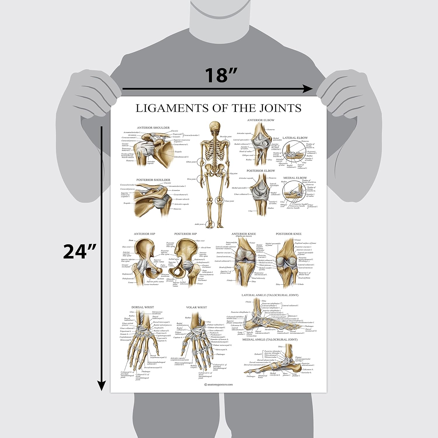 Palace Learning Póster anatómico de ligamentos de las articulaciones – Laminado – Tabla de anatomía del ligamento – 18 x 24 pulgadas