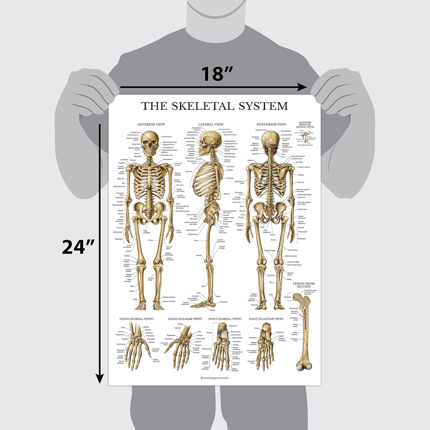 Palace Learning Paquete de 2 Anatomía del sistema esquelético + Anatomía de la columna vertebral – Juego de 2 tablas anatómicas – Laminado – 18 x 24