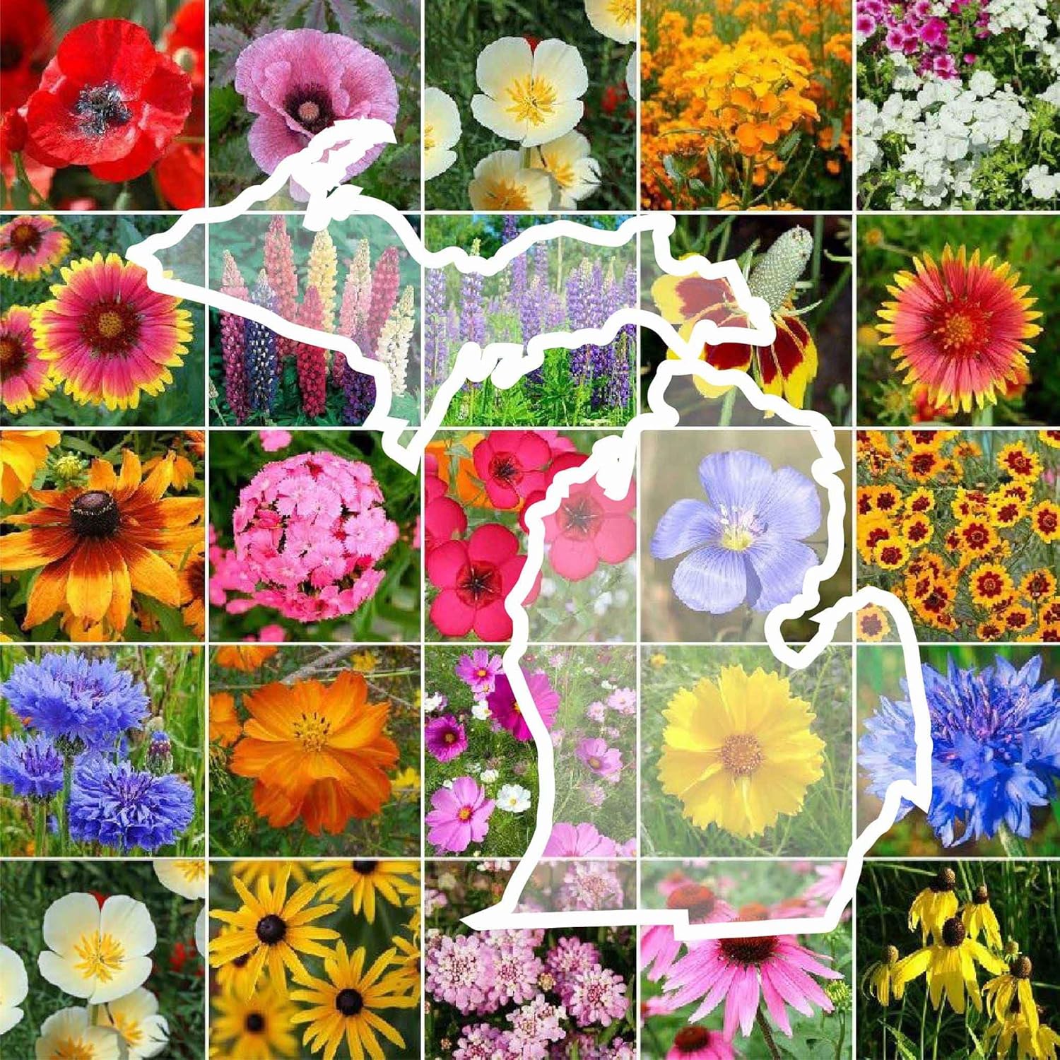 Eden Brothers Semillas mixtas de flores silvestres de Michigan para plantar, 1 libra, más de 480,000 semillas con aciano, Sweet William, Cosmos