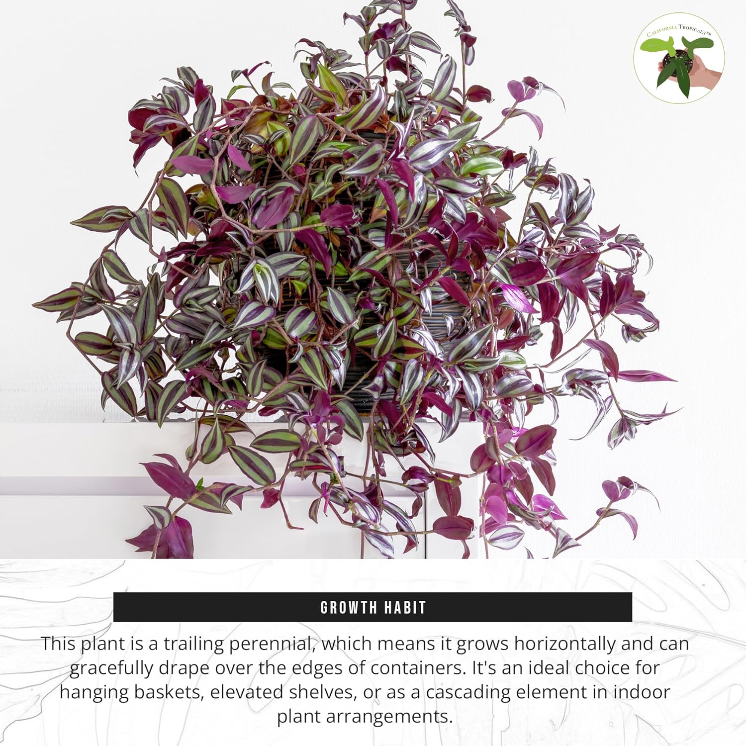 California Tropicals Dark Desire Tradescantia – Plantas de interior únicas de esquina para una fácil purificación del aire en interiores, jardines y
