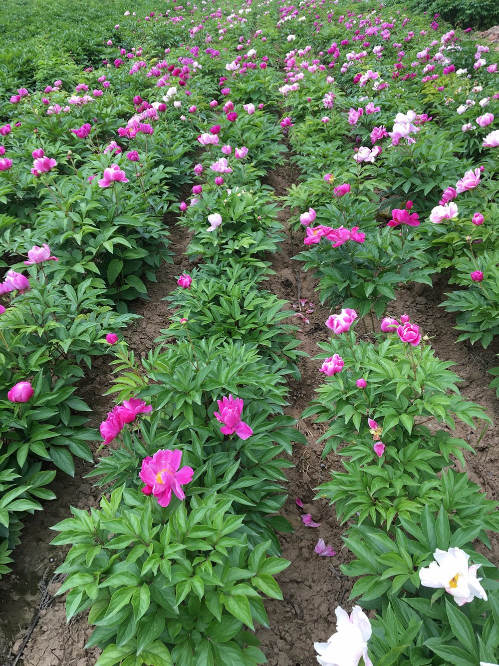 TooGet Bola de peonía fragante Paeonia lactiflora flores secas naturales de peonía al por mayor, grado superior – 4 onzas