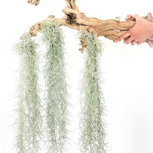 Paquete de 3 hebras gruesas de musgo español colombiano vivo con gancho de alambre, plantas suculentas de Tillandsia vivas, decoración para el hogar Paquete de 3 hebras gruesas de musgo español colombiano vivo con gancho de alambre, plantas suculentas de Tillandsia vivas, decoración para el hogar