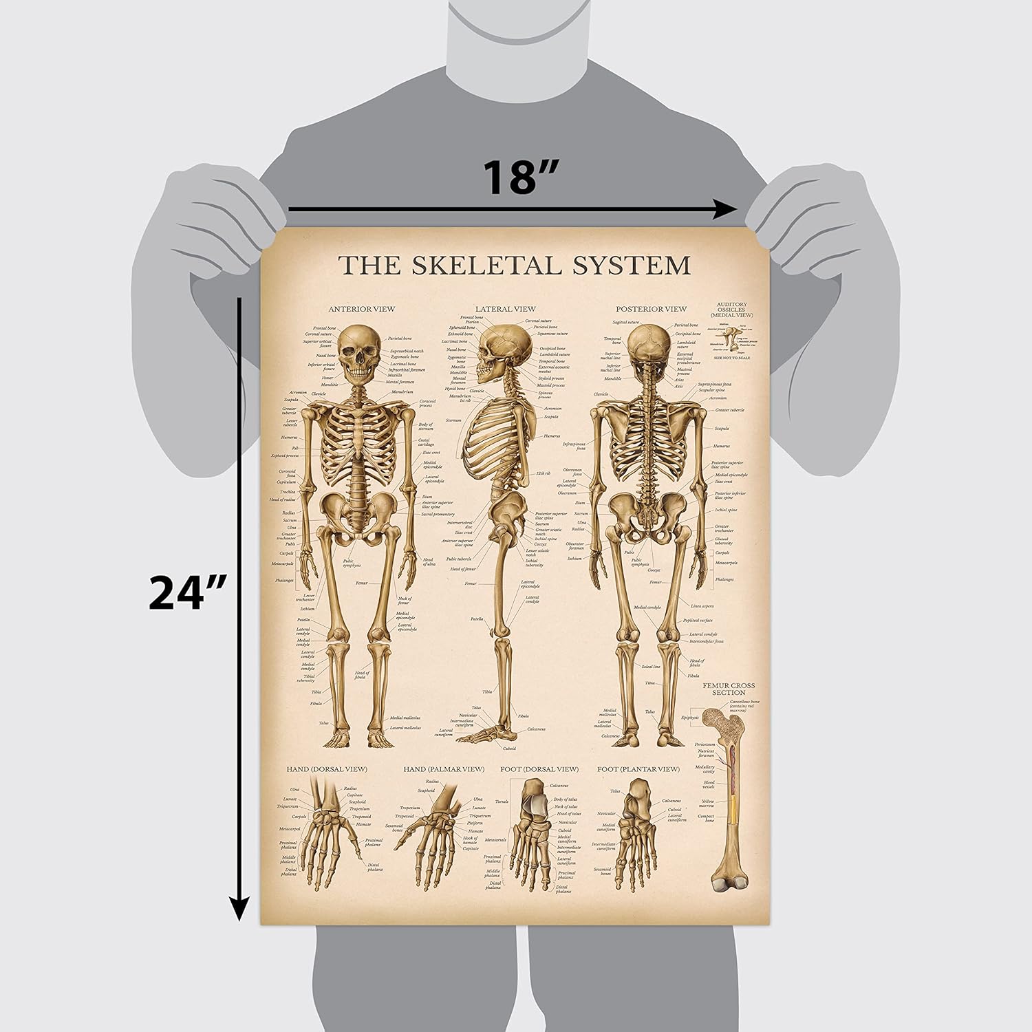 Palace Learning Tabla anatómica del sistema esquelético vintage, póster de anatomía de esqueleto humano (laminado, 18 x 24 pulgadas)