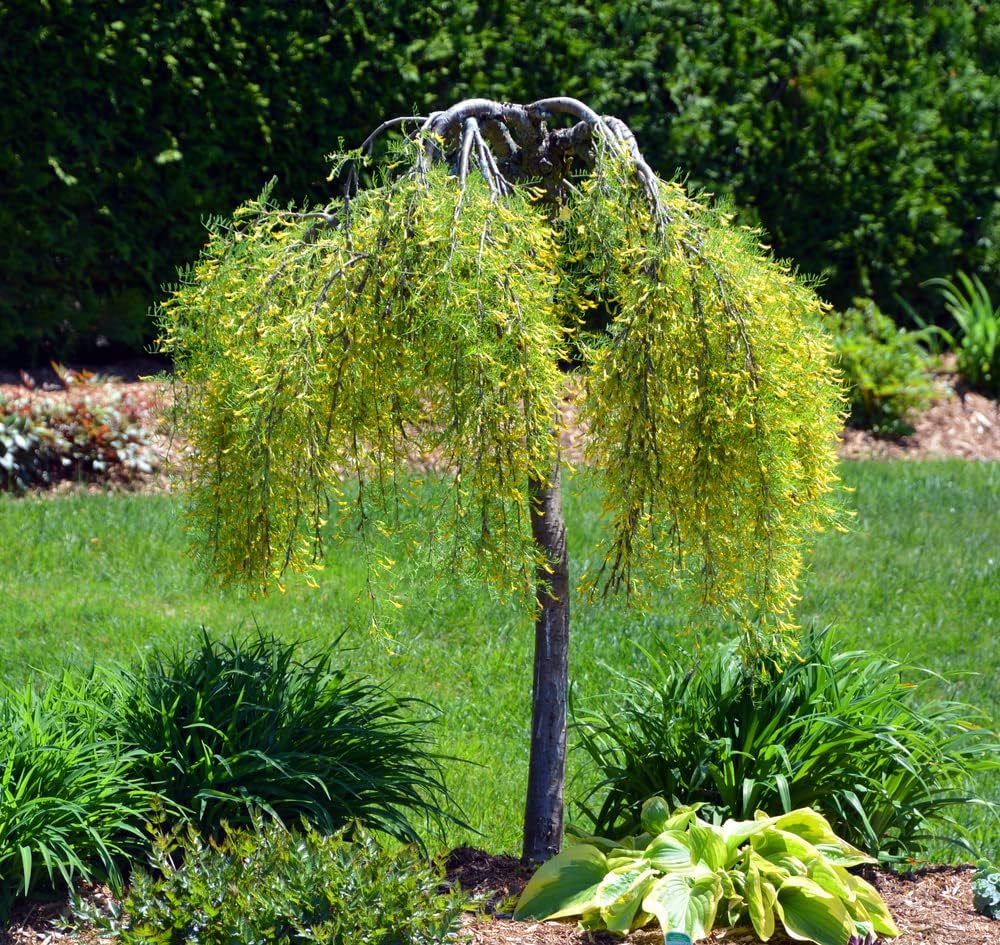 Semillas de peashrub siberiano para plantar (30 semillas) Arbusto atractivo que florece flores y vainas de guisantes – Caragana arborescens
