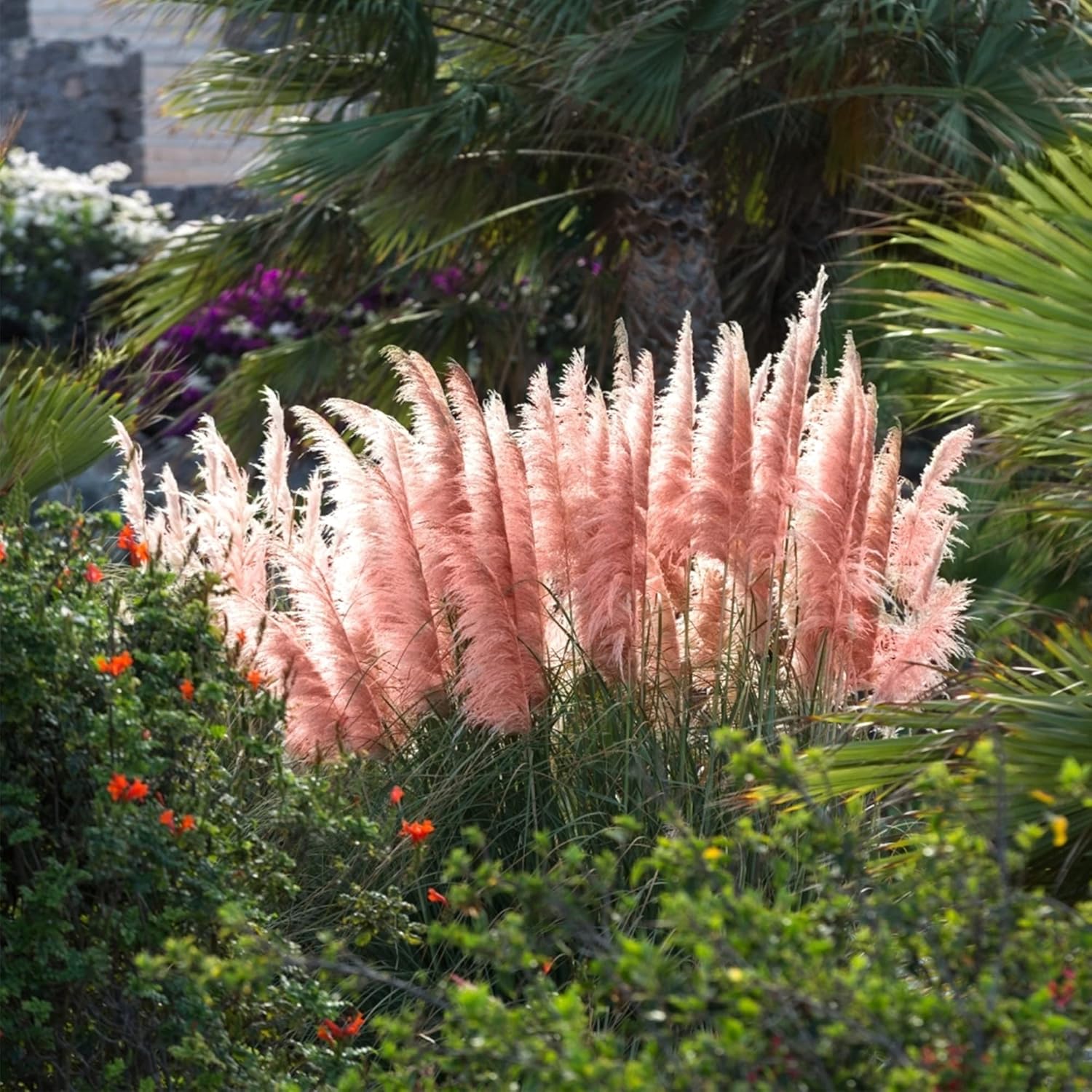 QAUZUY GARDEN Heirloom 50+ Semillas de césped perenne ornamental  Hierba de las Pampas  Flores de plumas altas “rosas”, planta llamativa, fácil de