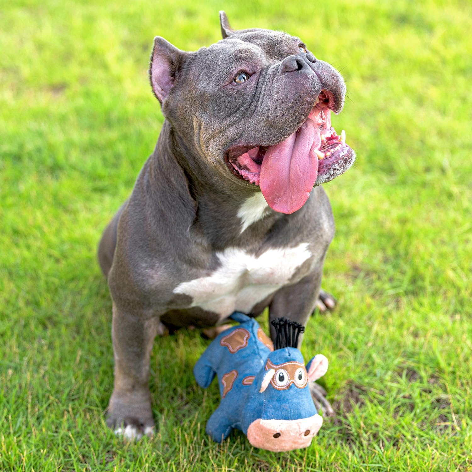 Sedioso Juguete chirriante para perro, juguete duradero para perros de raza grande, juguete de peluche para perros con papel arrugado, lindo juguete