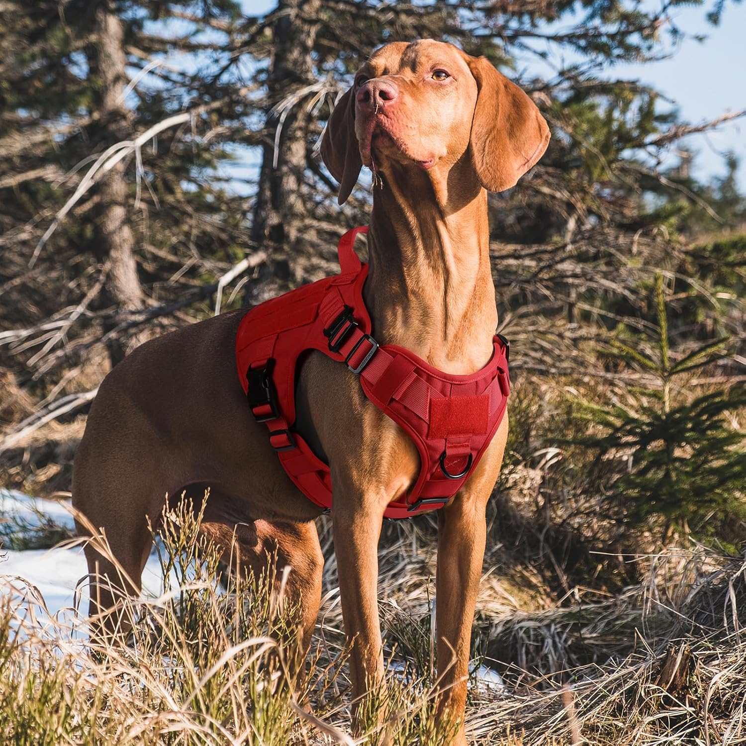 rabbitgoo Arnés táctico para perros grandes, arnés resistente con asa, chaleco para perros de servicio sin tirones, para razas grandes, arnés