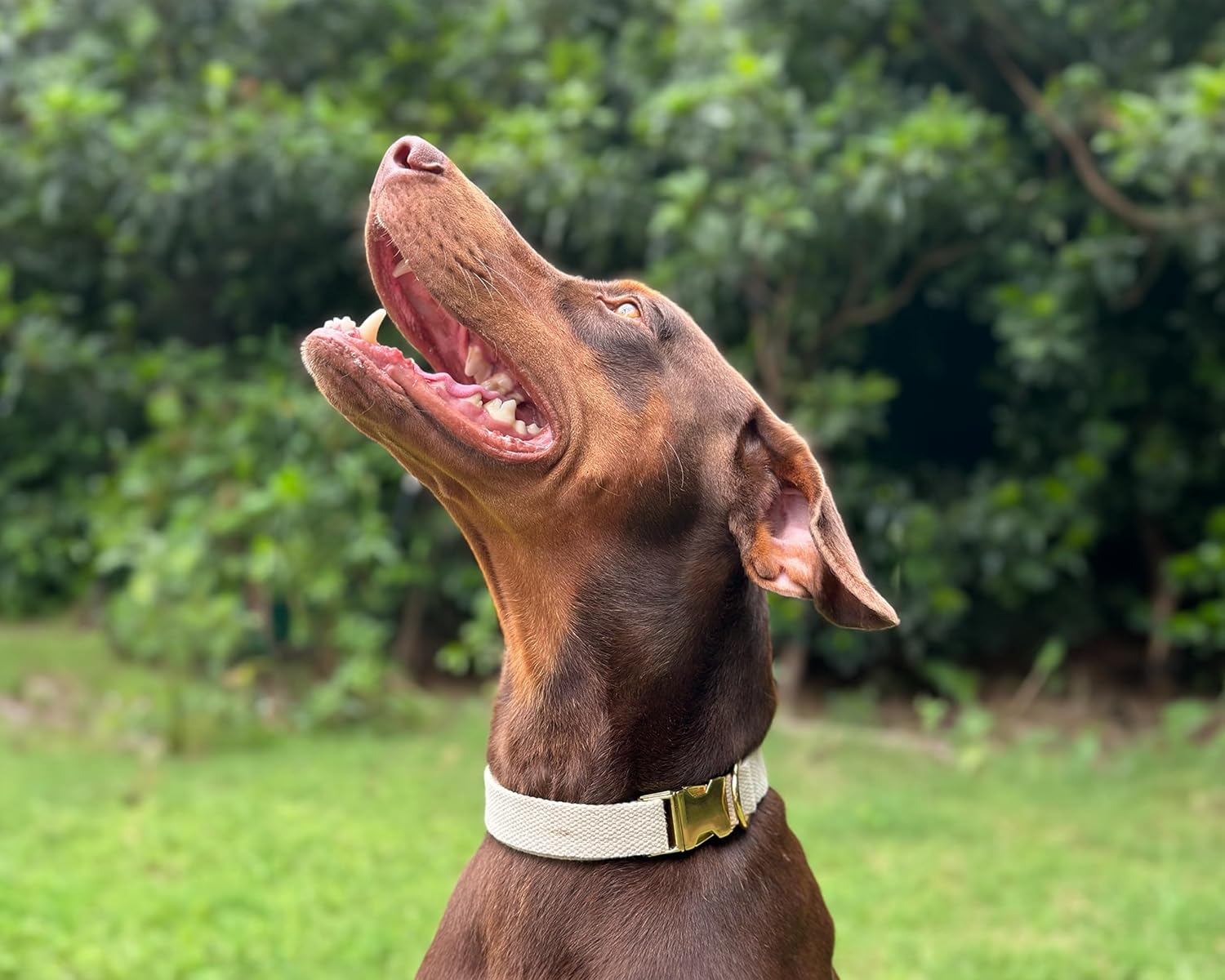 Frezco Collar de perro minimalista ultra duradero, 100% algodón natural y hebilla totalmente metálica, fuerte 300 libras, perfecto para perros