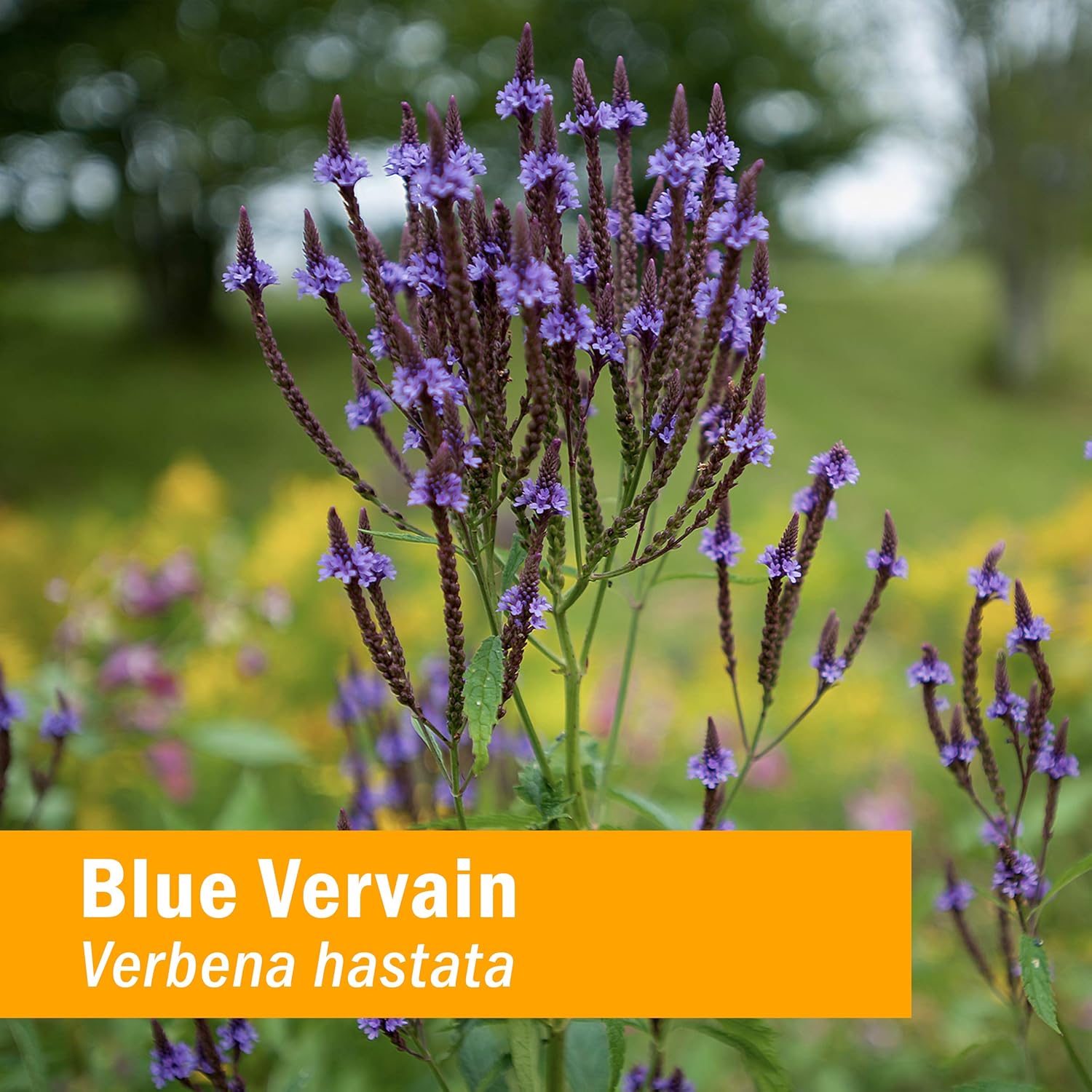 Herb Pharm Extracto líquido de verbena orgánico certificado, azul, 1 onza líquida