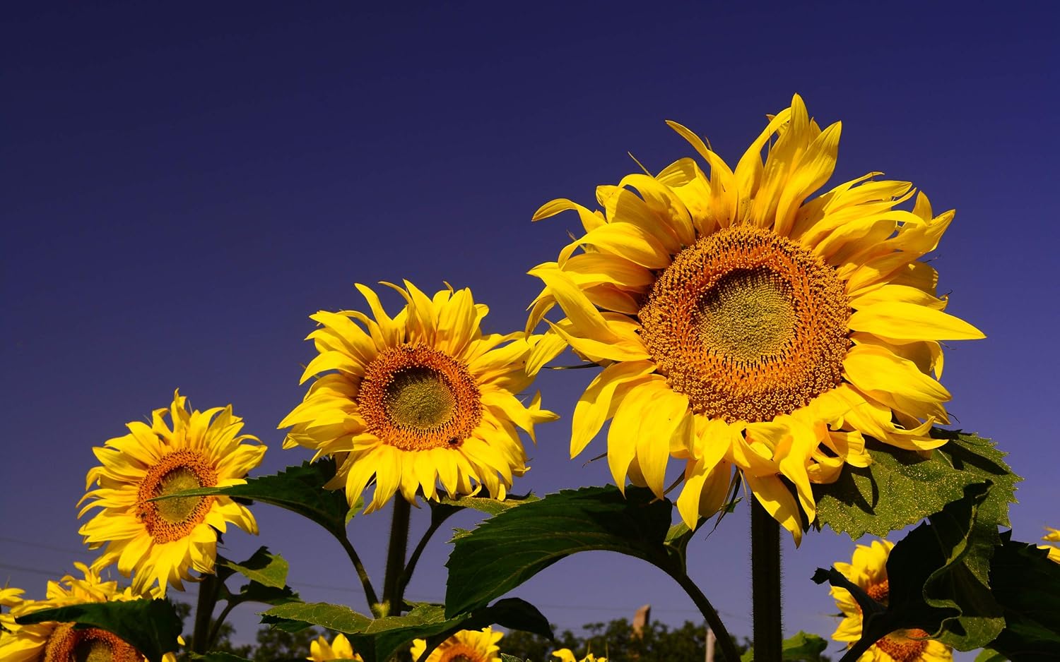 CEMEHA SEEDS – Flores anuales de titanes ornamentales gigantes de girasol amarillo para plantar
