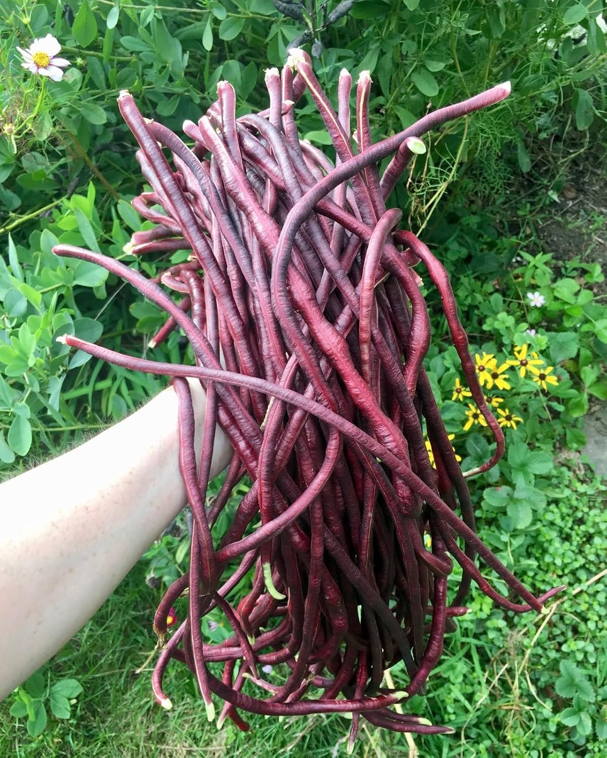 Semillas de frijol largo de 5 colores mixtos – Más de 90 unidades – para plantar 2025 morado, verde, rojo, rosa, blanco, mezcla de arco iris,
