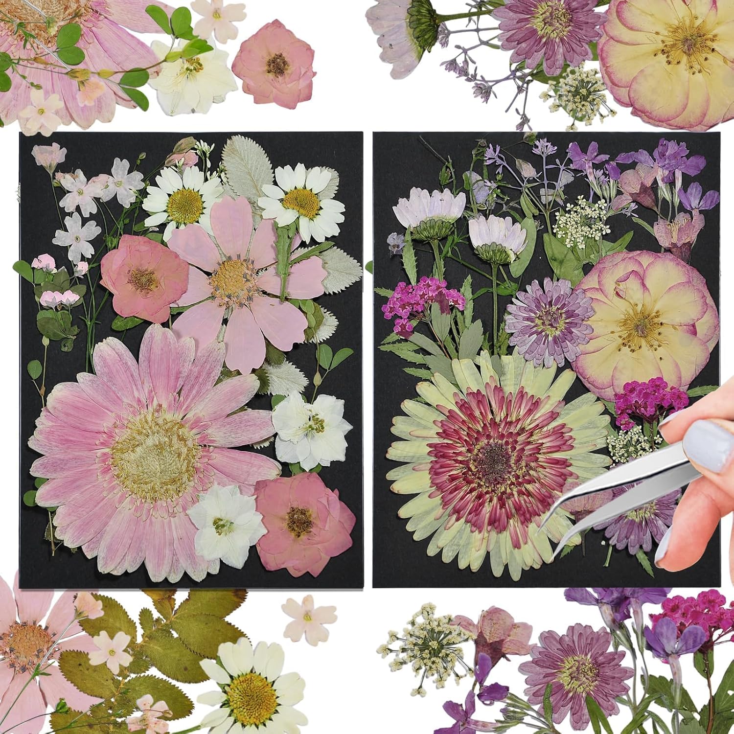 CONVELIFE Flores secas prensadas blancas, juego de 40 piezas de flores naturales reales con pinzas, flores prensadas para resina, bricolaje,