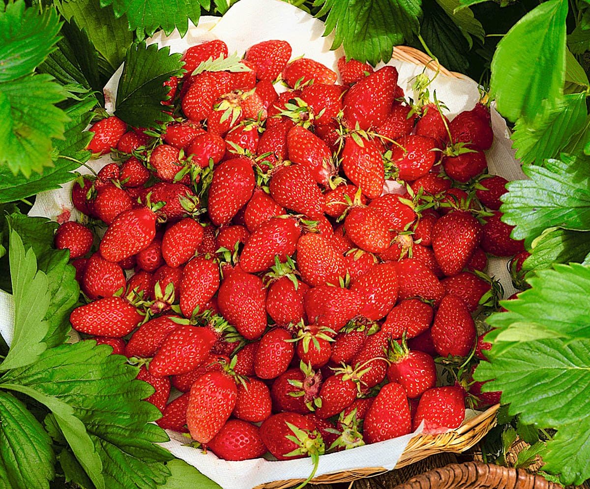 Fruit Alpine Giant Strawberry Regina Red – 100 Semillas