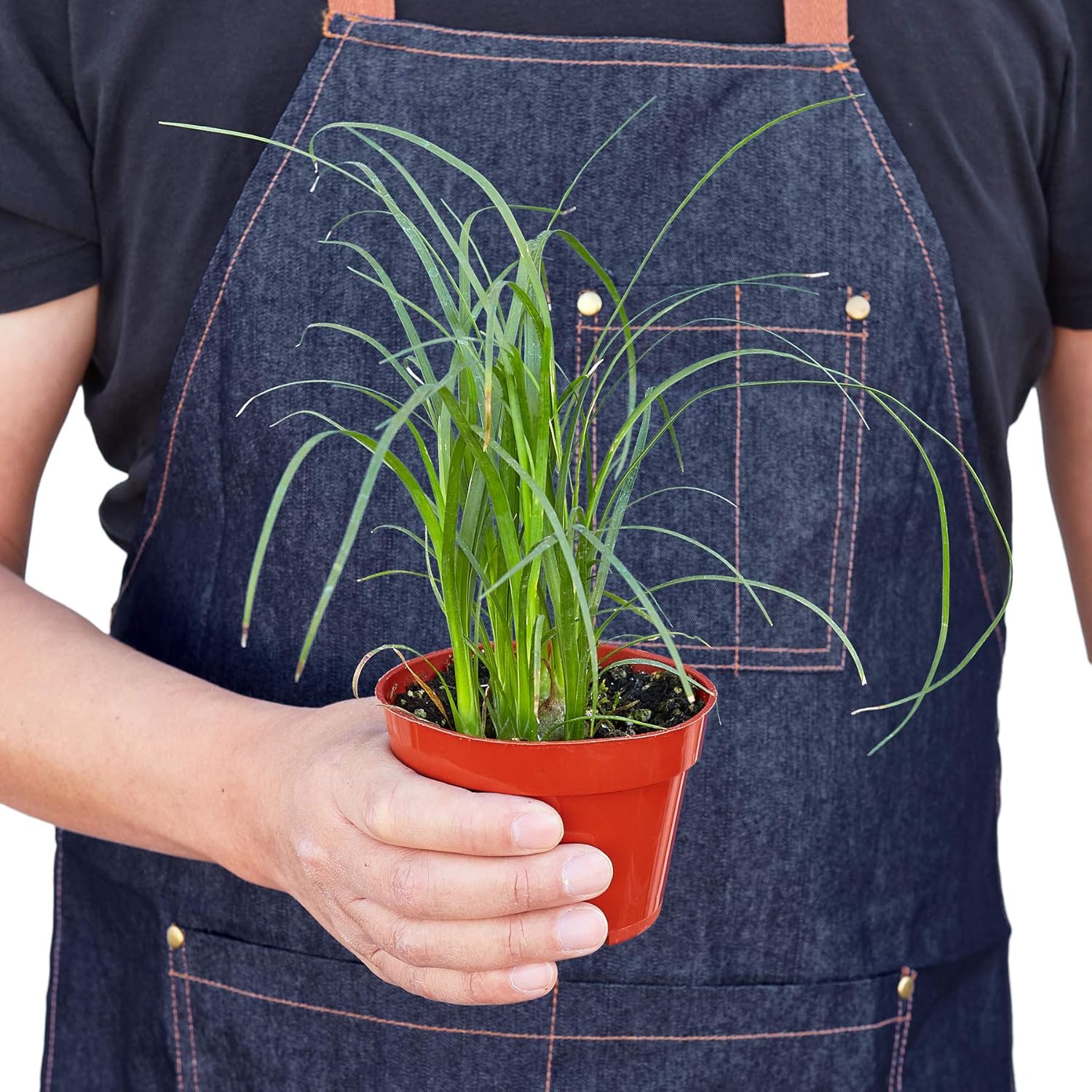 House Plant Shop  Palmera ‘cola de caballo’ – Maceta de 4 pulgadas  Planta de interior viva  Fácil de cuidar  Planta de decoración natural  Grandes