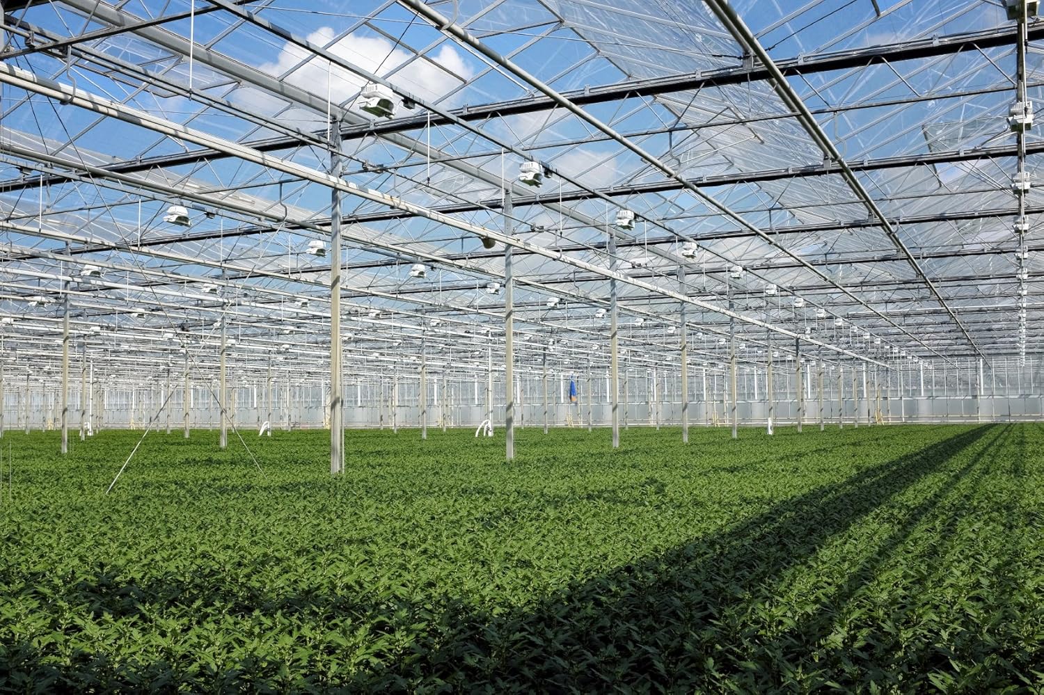 Nellie R. Stevens Holly – 15 plantas vivas – Cobertura de privacidad de hoja perenne
