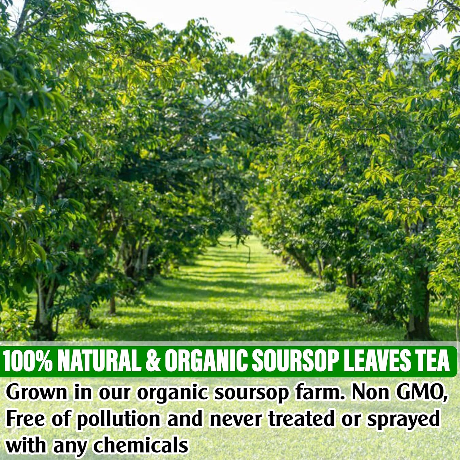 KEYXE Té de guanábana certificado orgánico por USDA y verificado sin OMG, 50 bolsas de té de guanábana hechas a mano con 100% hoja de guanábana, sin