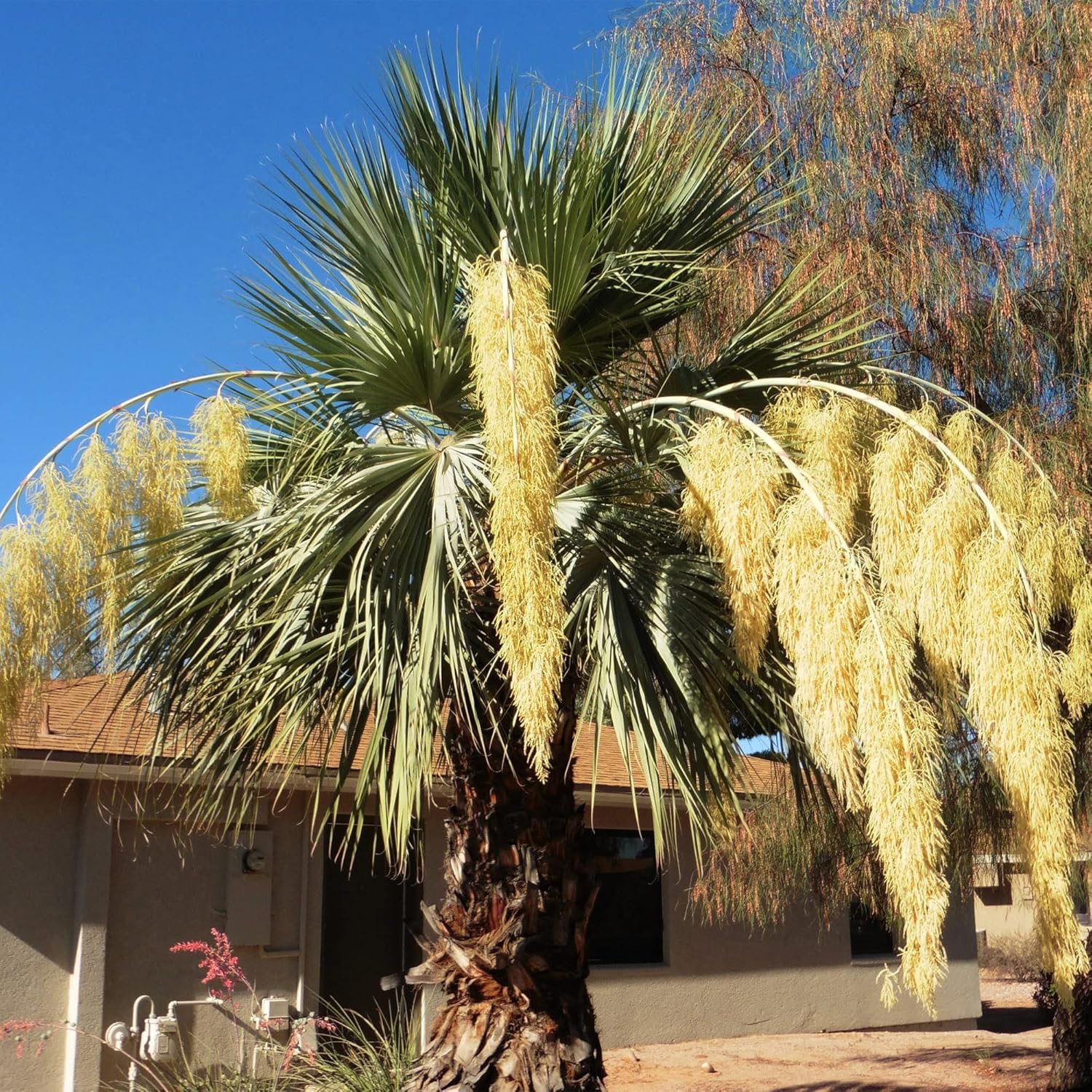 QAUZUY GARDEN 7 piezas de palmera azul mexicana (Brahea Armata) semillas de palma de Hesper azul llamativas, árbol perenne sin OMG, semillas de