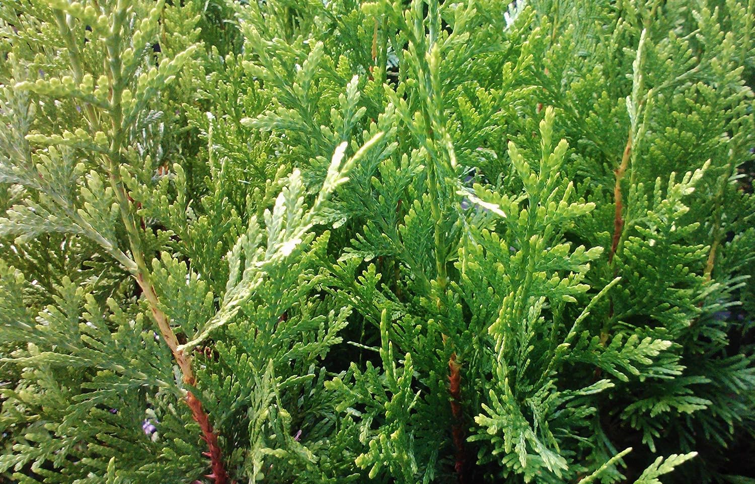 Thuja Green Giant Arborvitae Lote de 20, maceta de 3 pulgadas