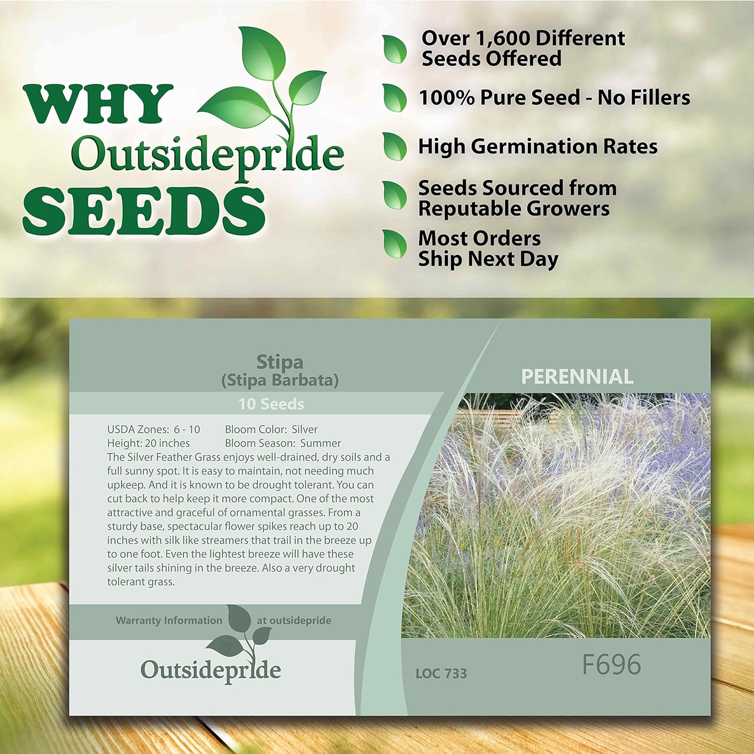 Outsidepride – 10semillas de la hierba ornamental perenne esparto barbado (Stipa barbata) para sembrar