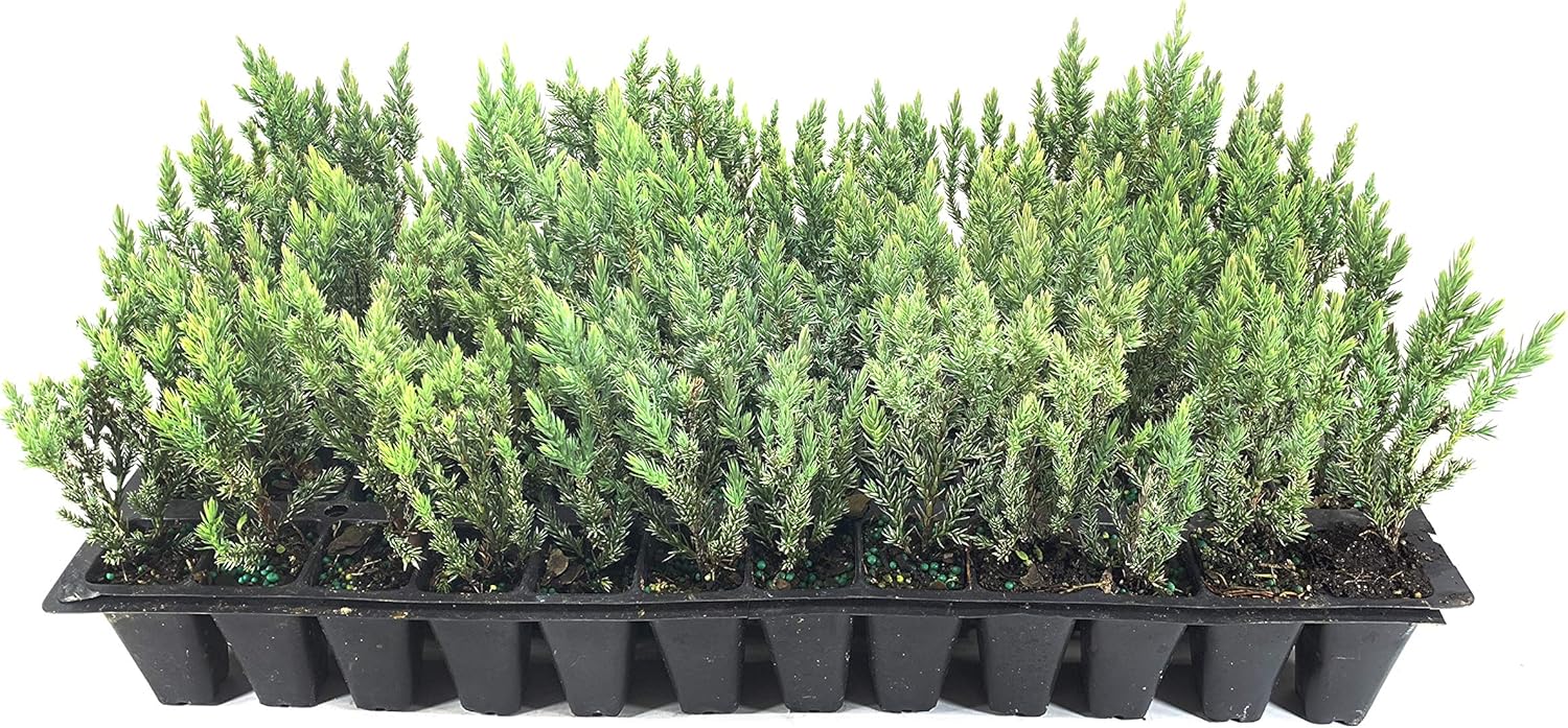 Enebro griego espinoso – 3 árboles vivos – Juniperus Chinensis
