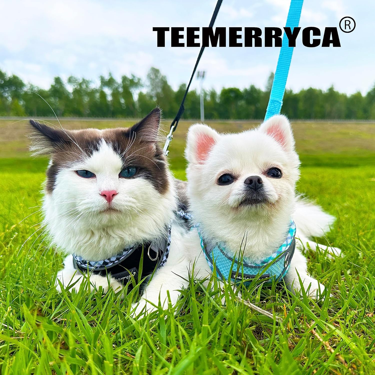 TEEMERRYCA Juego de arnés y correa para perro pequeño, fácil de poner y quitar, chaleco reflectante ajustable para cachorros y perros y gatitos