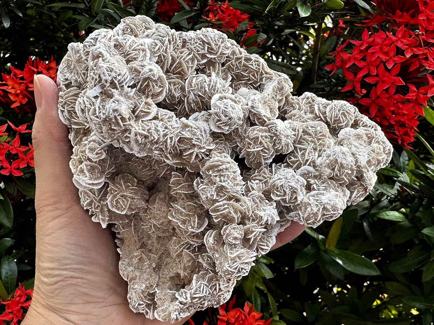 Gran racimo de rosas del desierto, piedras naturales de selenita de rosa del desierto, rosa de yeso del desierto, cristal de rosa de selenita crudo,