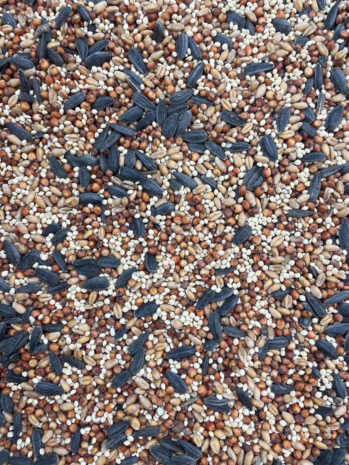 Mezcla especial sin maíz de semillas de aves silvestres (bolsa de 40 libras)