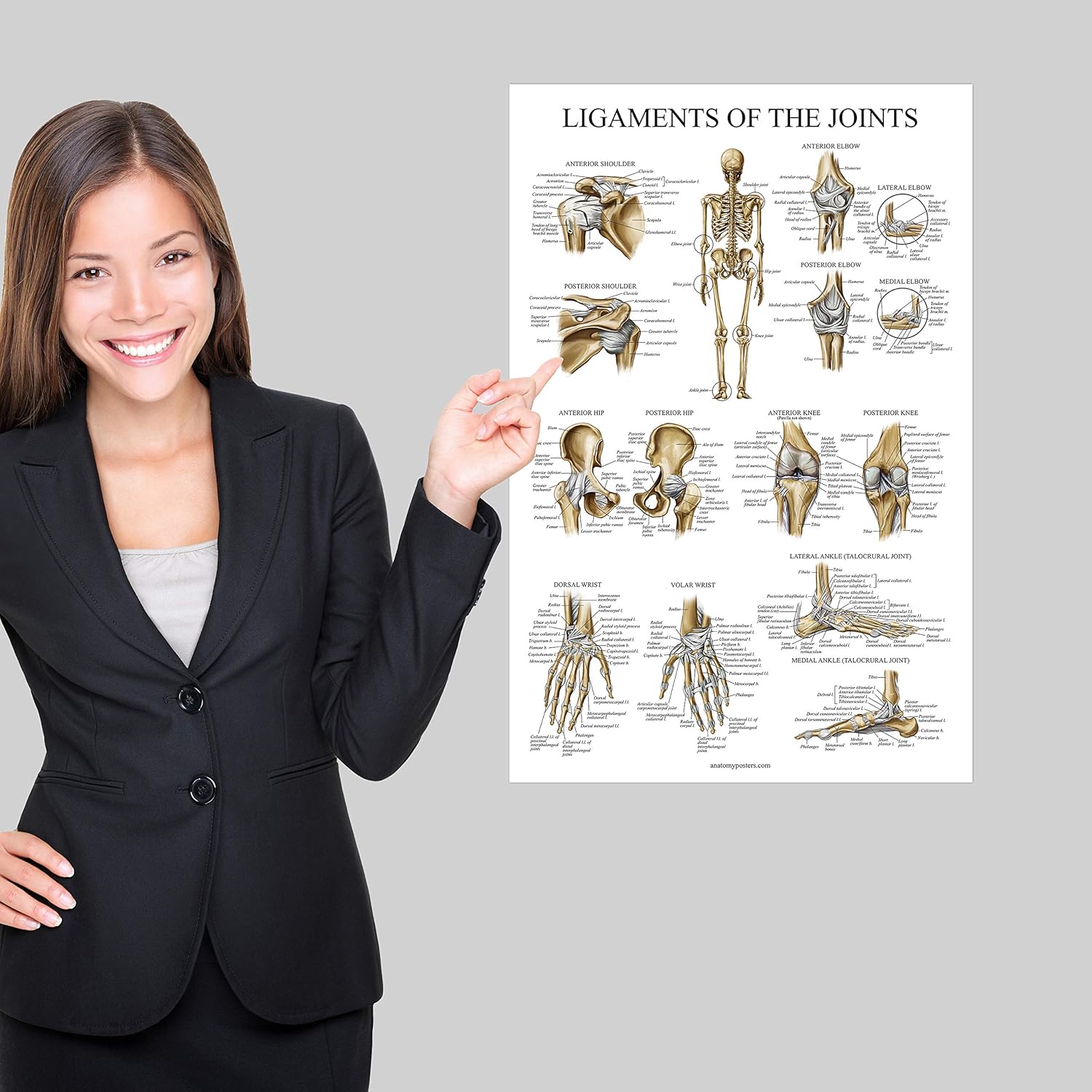Palace Learning Póster anatómico de ligamentos de las articulaciones – Laminado – Tabla de anatomía del ligamento – 18 x 24 pulgadas