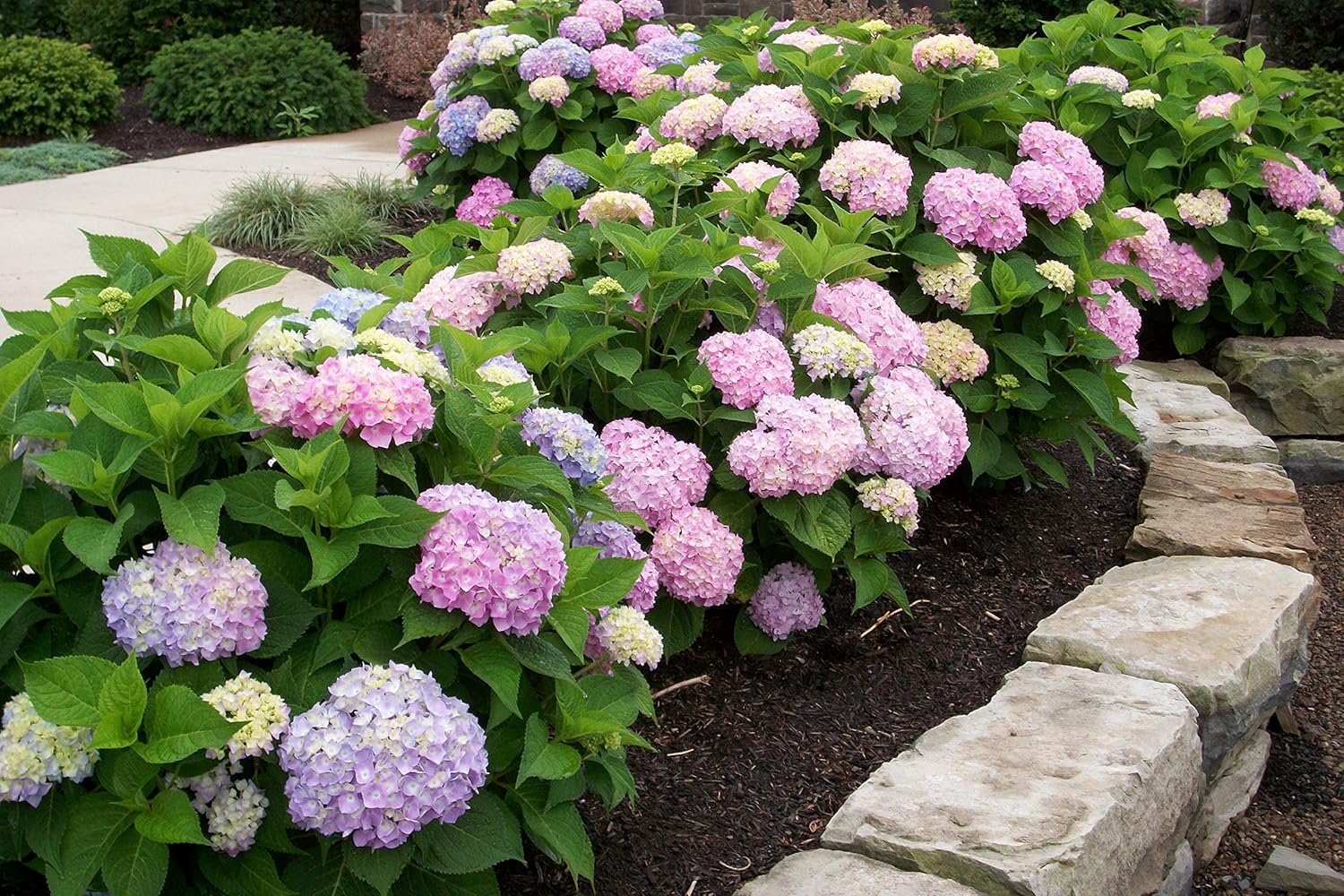 Endless Summer, hortensia