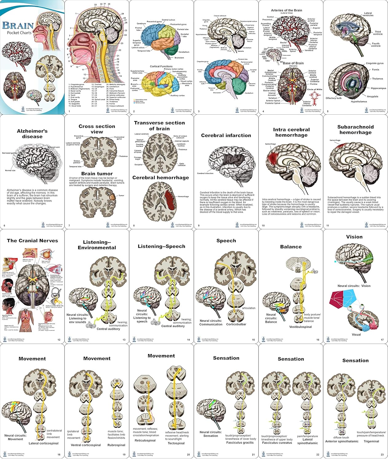 Gráficos de bolsillo cerebral