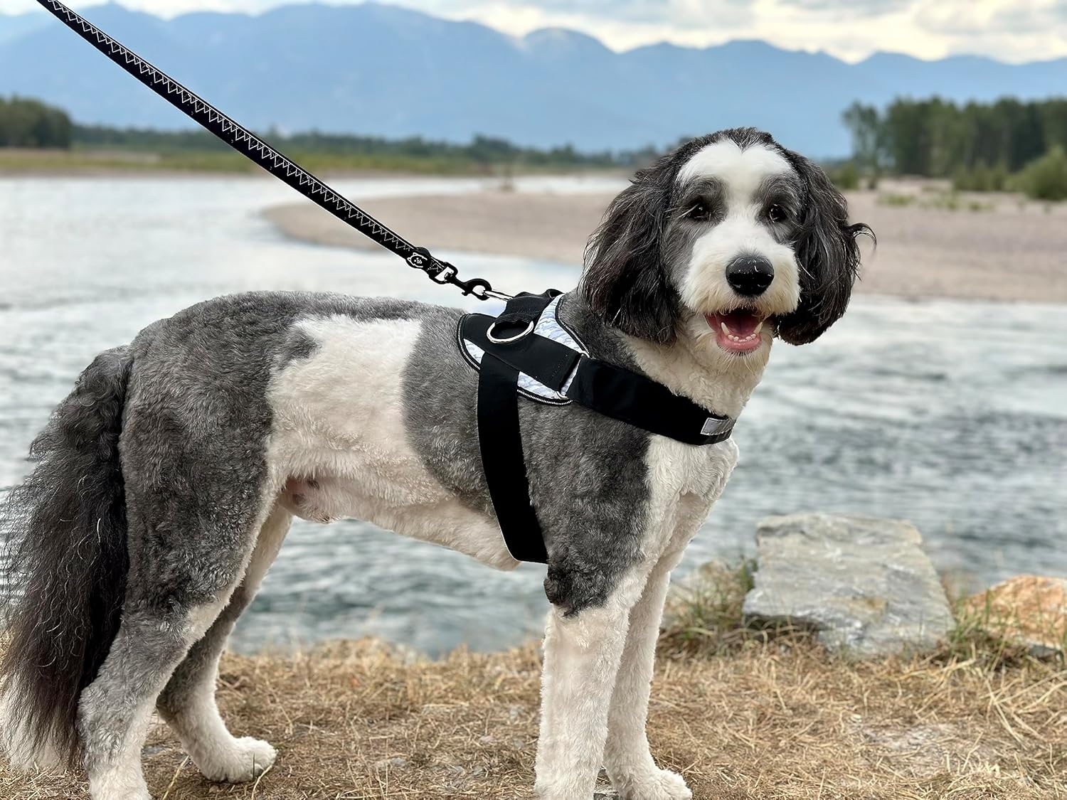 ShawnCo Arnés esencial para perro, chaleco sin tirones para mascotas con 3 clips de correa, sin estrangulamiento, reflectante, ajustable y