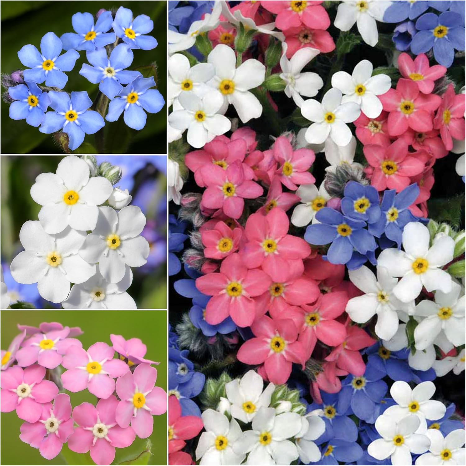 Seed Needs, Mixed Forget Me Not Seeds – 1000 semillas tradicionales para plantar Myosotis alpestris – Flores rosadas, azules y blancas, polinizadas