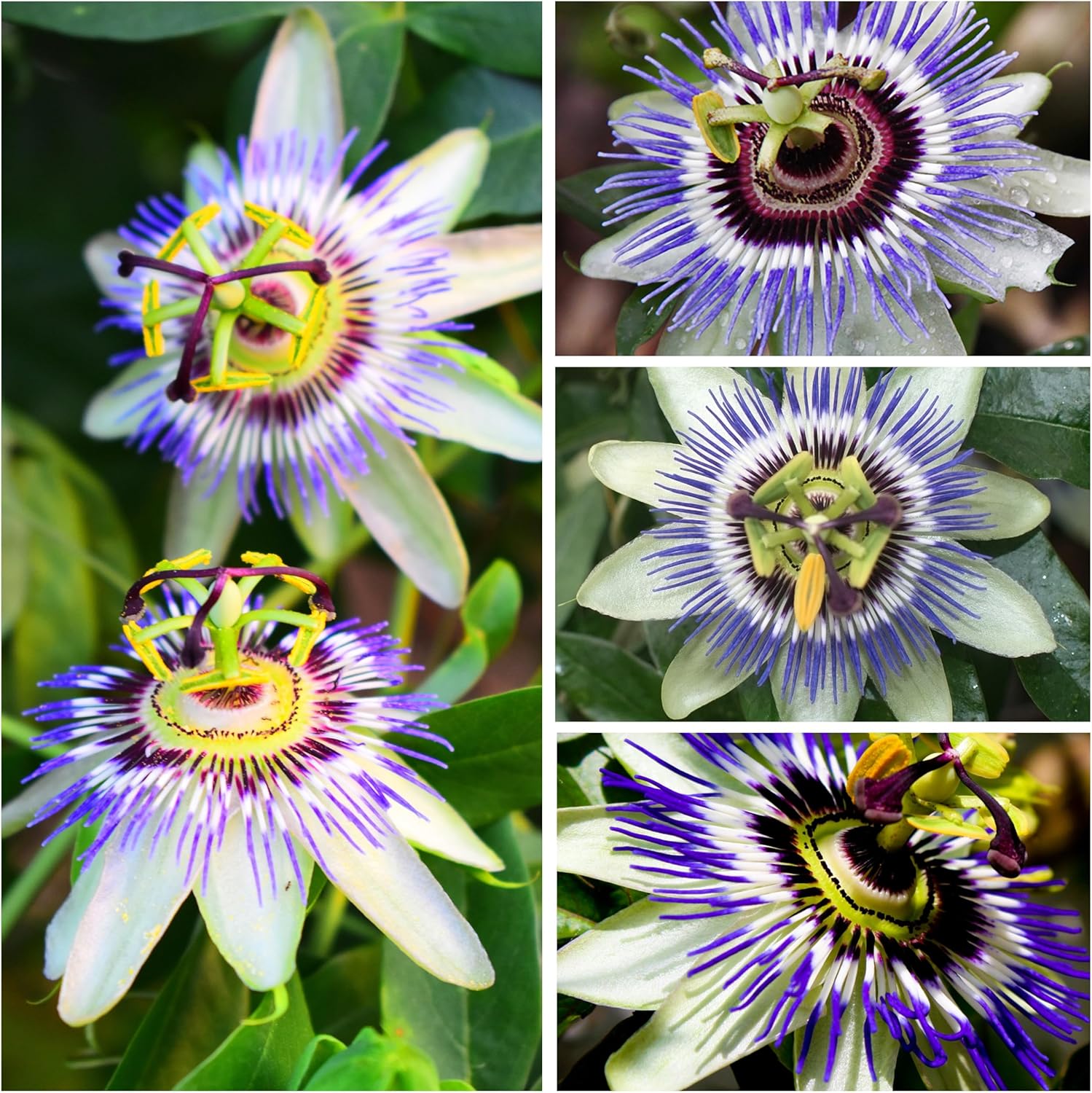 Seed Needs, Royal Blue Semillas de flor de la pasión  100 semillas tradicionales para plantar passiflora caerulea  vid tropical polinizada abierta