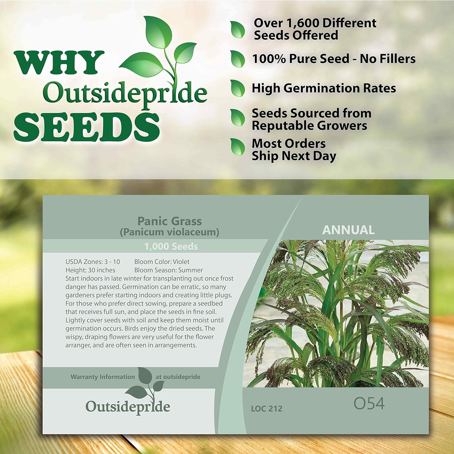 Outsidepride – 2000semillas de la hierba ornamental anual Panicum Violaceum (mijo morado Panic Grass) para sembrar.