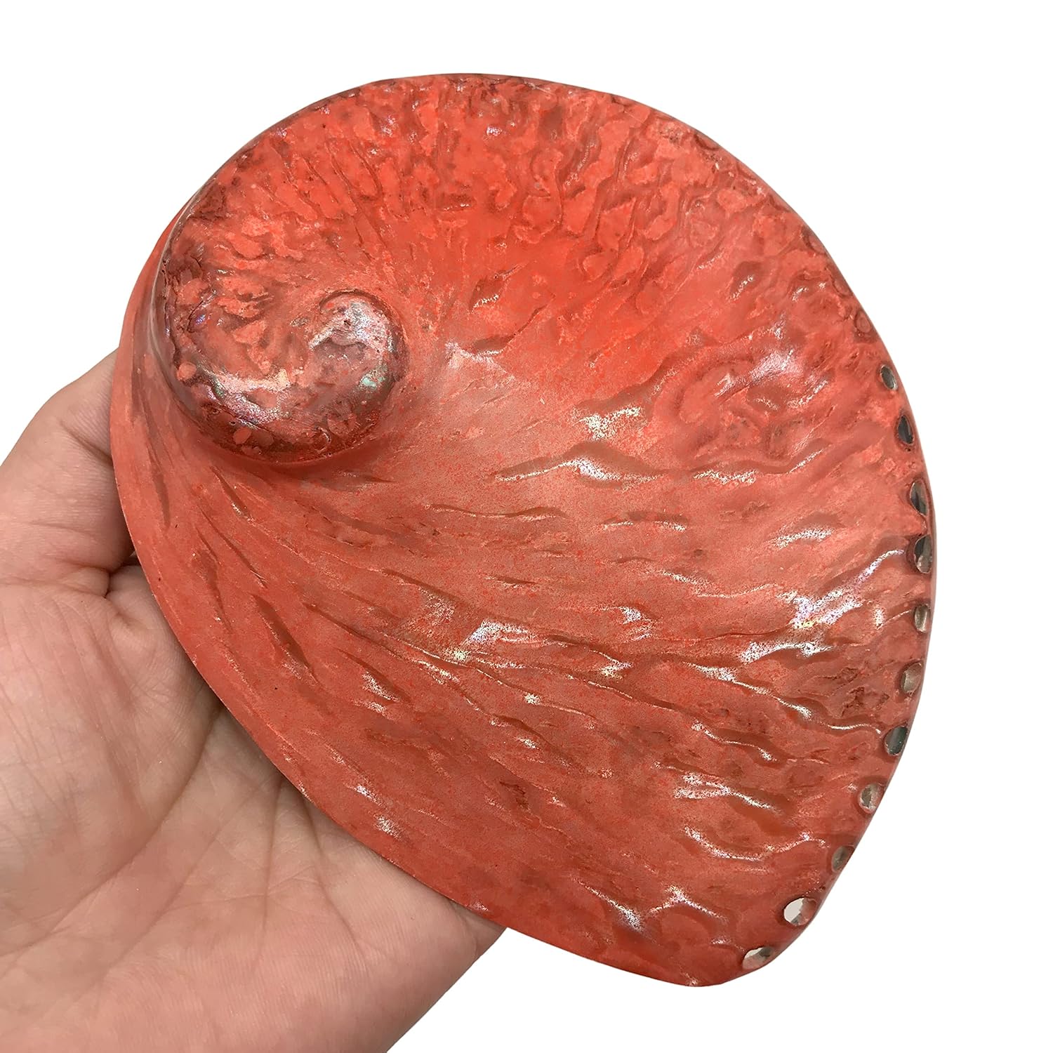 PEPPERLONELY 1 unidad de conchas marinas de abulón Midas naranja oscuro pulidas para decoración y exhibición del hogar, 5 pulgadas  5-12 pulgadas