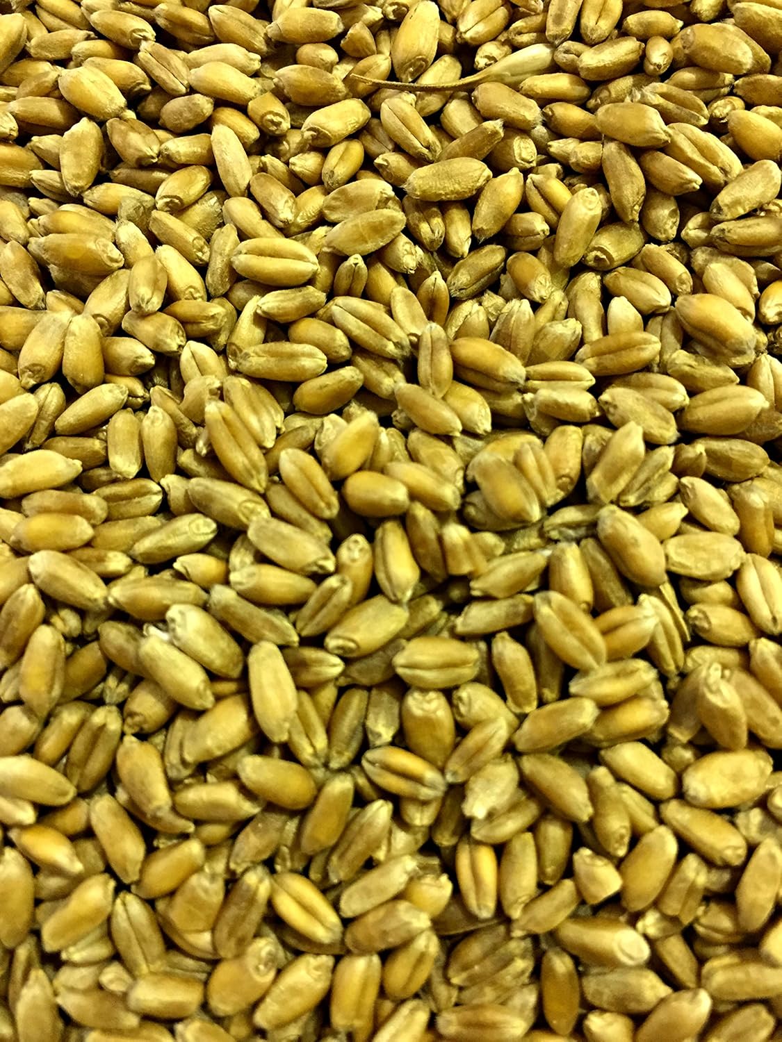 Semilla de trigo prémium sin OMG, semillas de hierba de gato, pasto de trigo, trigo rojo duro de invierno (10 libras)