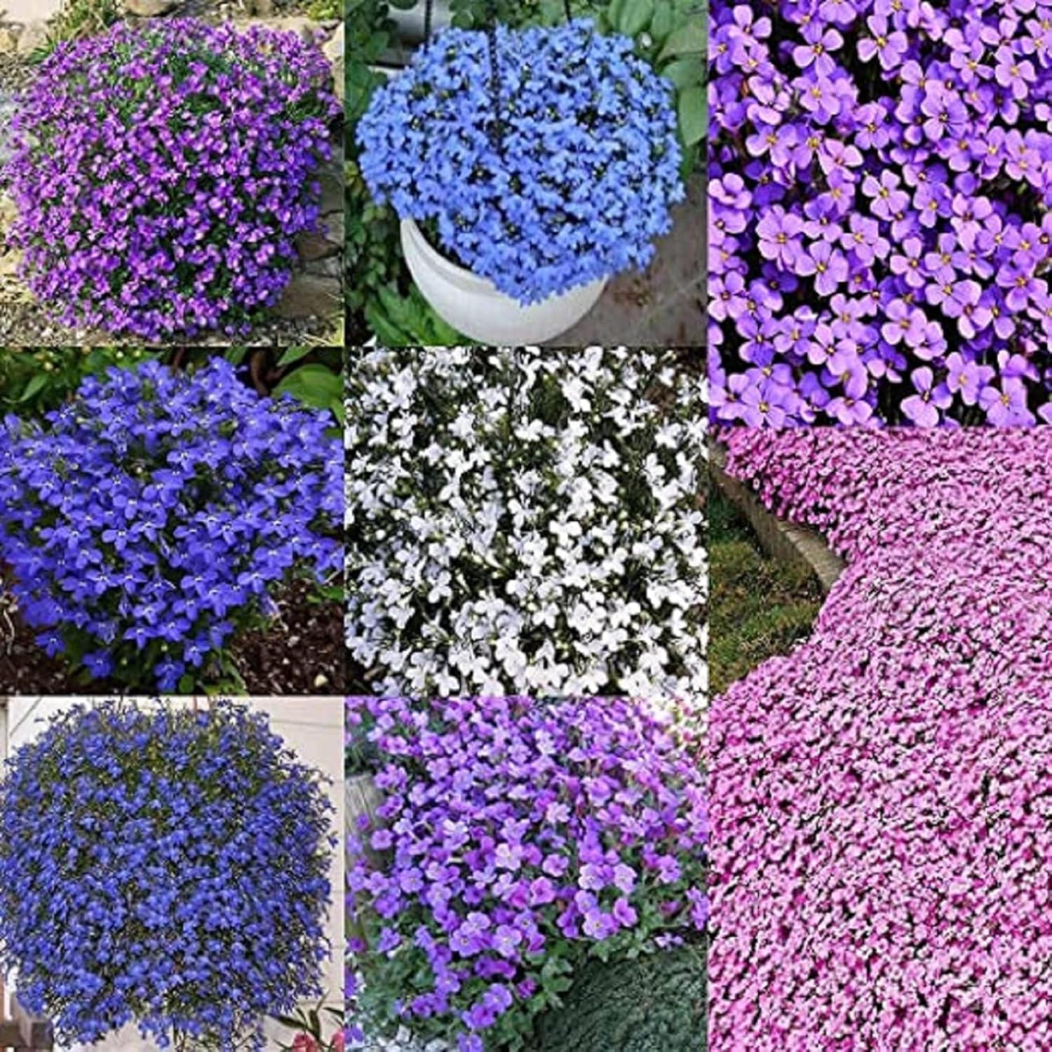 CHUXAY GARDEN Mezcla de 100 semillas de tomillo rastrero Thymus Serpyllum Planta altamente fragante, duradera, resistente, flores silvestres nativas
