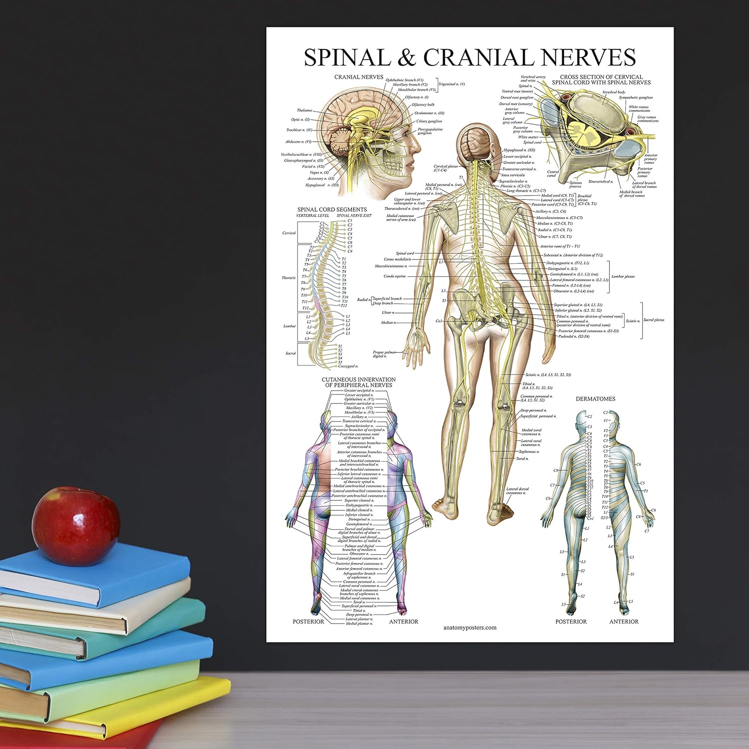 Palace Learning Gráfico anatómico de nervios espinales – Póster de anatomía del sistema nervioso craneal y columna vertebral (con dermatomas)